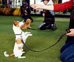 Unleashing the Potential: Mastering Pet Training for a Well-Behaved Companion
